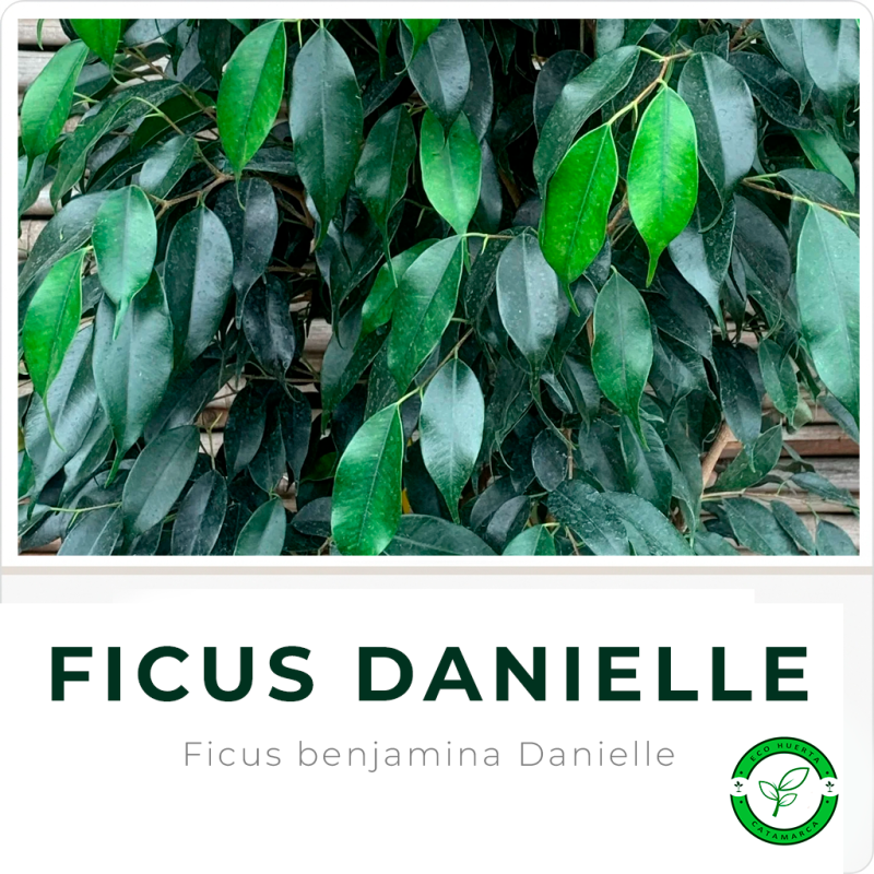Ficus Danielle