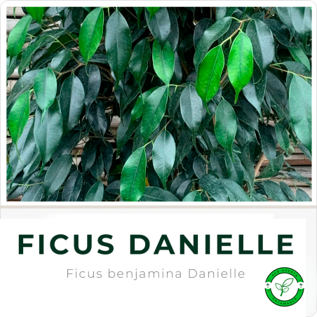 Ficus Danielle