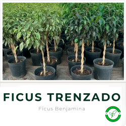 Ficus Trenzado
