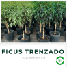 Ficus Trenzado