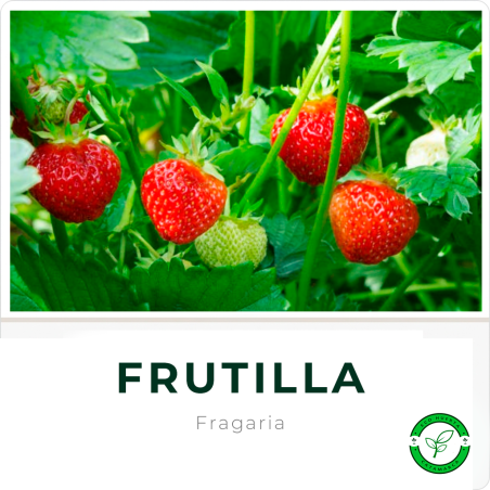 Frutillas