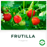 Frutillas
