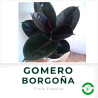 Gomero Borgoña (Negro)