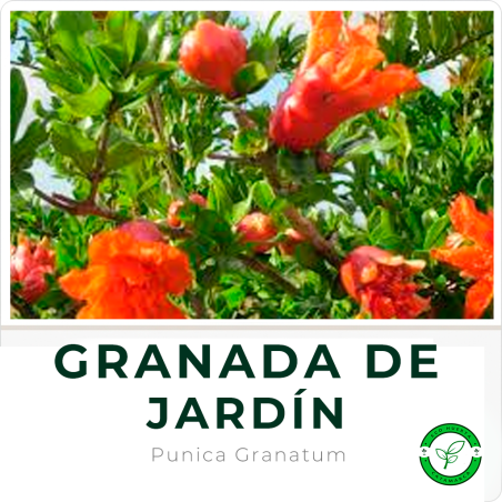 Granada de Jardín