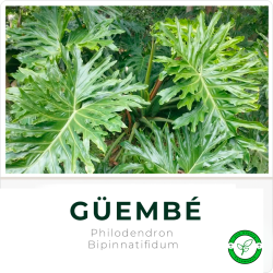 Güembé (Guembe)