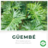 Güembé (Guembe)