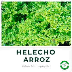 Helecho Arroz
