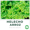 Helecho Arroz