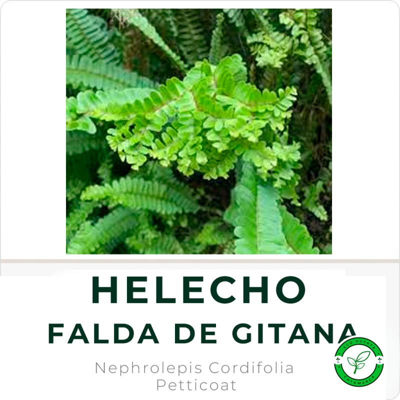 Helecho Falda de Gitana