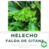 Helecho Falda de Gitana