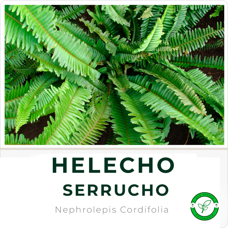 Helecho Serrucho
