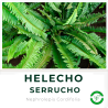 Helecho Serrucho