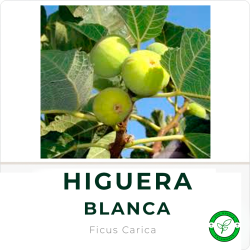Higuera Blanca