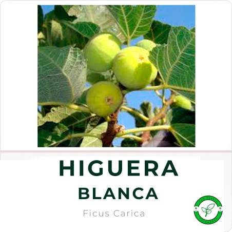 Higuera Blanca