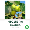 Higuera Blanca