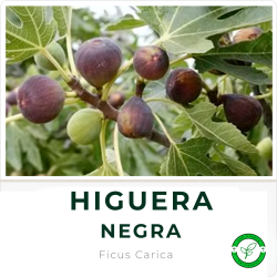 Higuera Negra