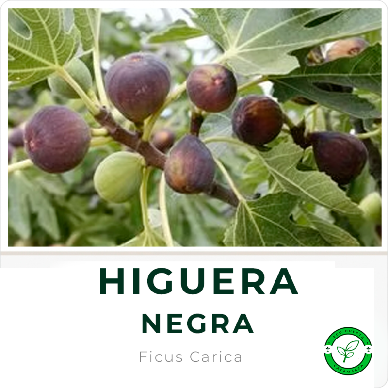 Higuera Negra