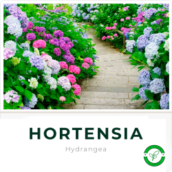 Hortensia