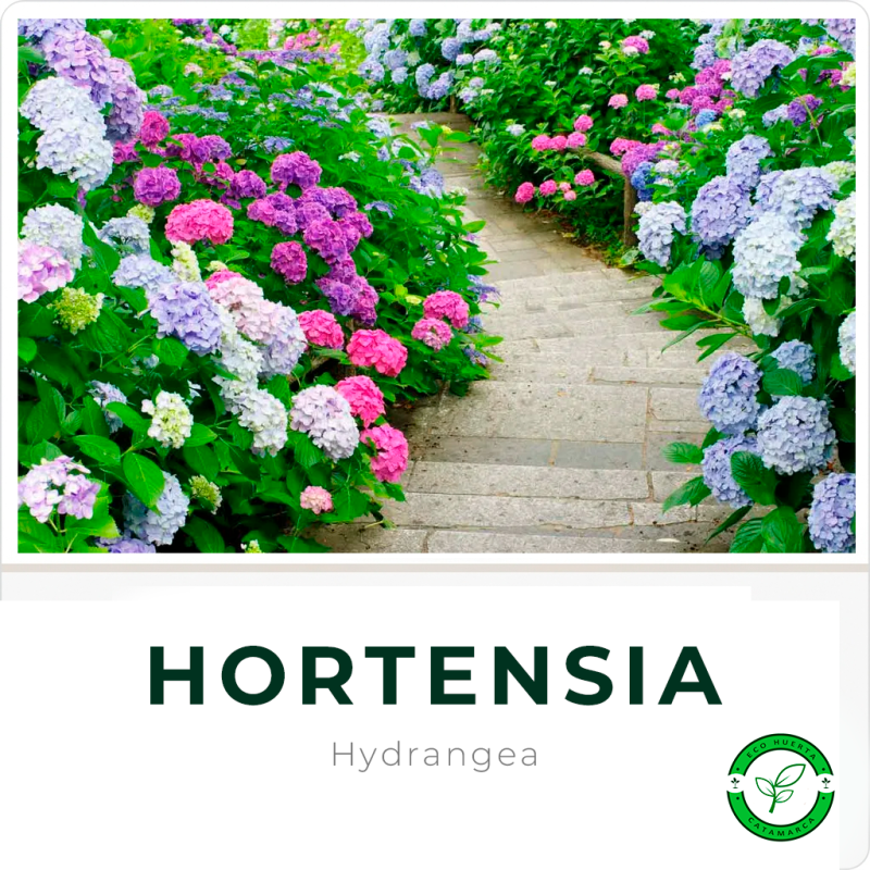 Hortensia