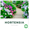 Hortensia