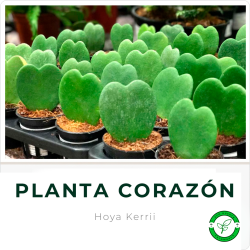 Hoya Kerri (Planta Corazón)