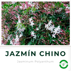 Jazmín Chino