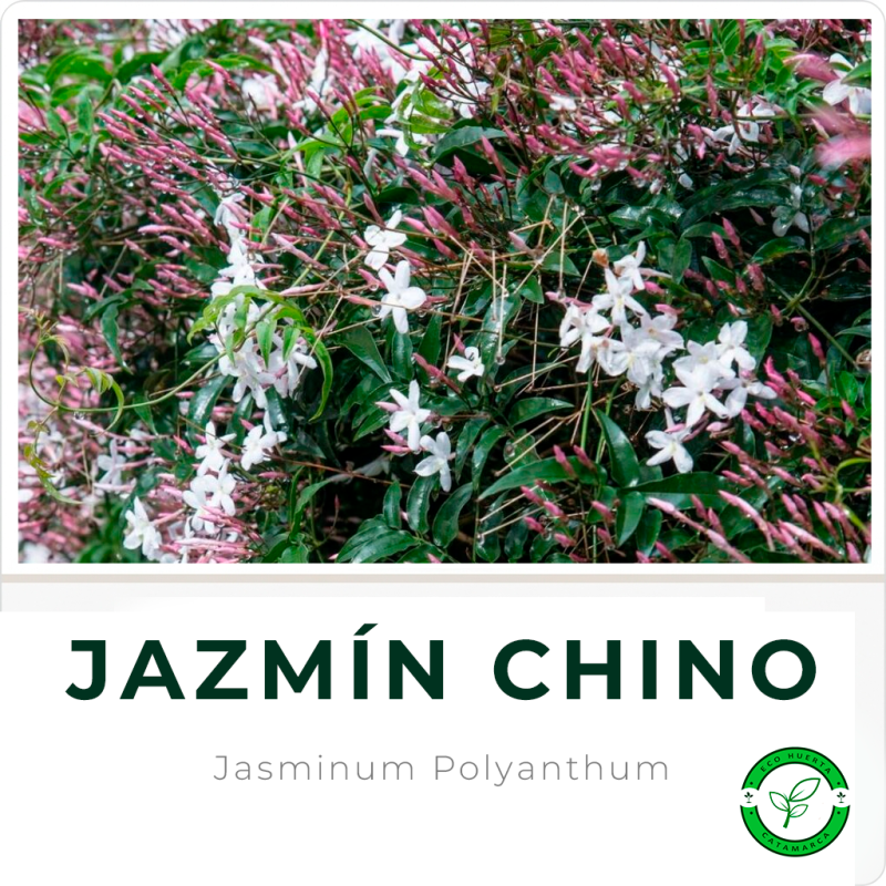 Jazmín Chino