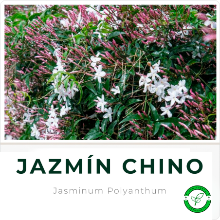 Jazmín Chino