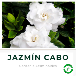 Jazmin del Cabo