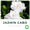 Jazmin del Cabo