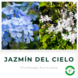 Jazmín del Cielo Celeste/Blanco