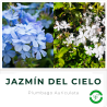 Jazmín del Cielo Celeste/Blanco