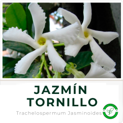 Jazmín Tornillo