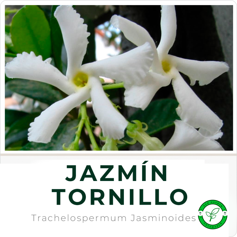 Jazmín Tornillo
