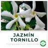 Jazmín Tornillo