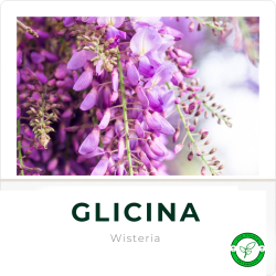 Glicina