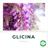 Glicina