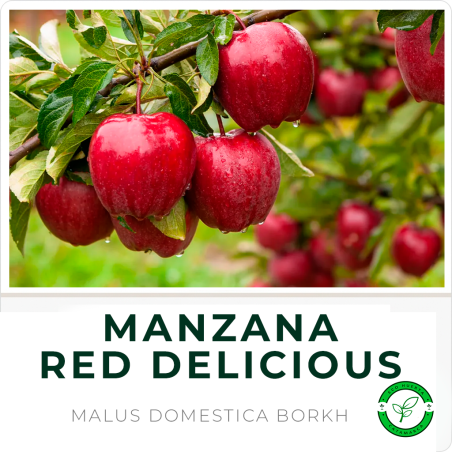 Manzana Red Delicius