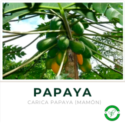 Papaya (Mamón)