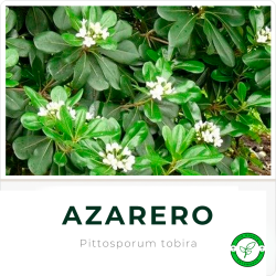 Azarero
