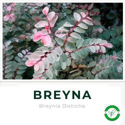 Breyna