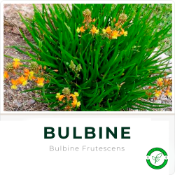 Bulbines