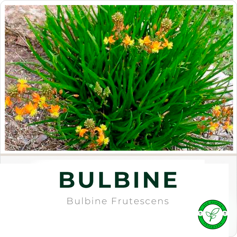 Bulbines