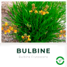 Bulbines