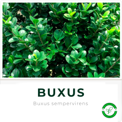 Buxus