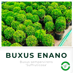 Buxus Enano