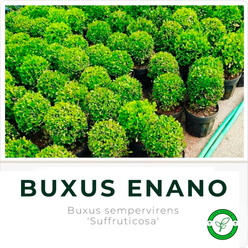 Buxus Enano