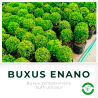 Buxus Enano