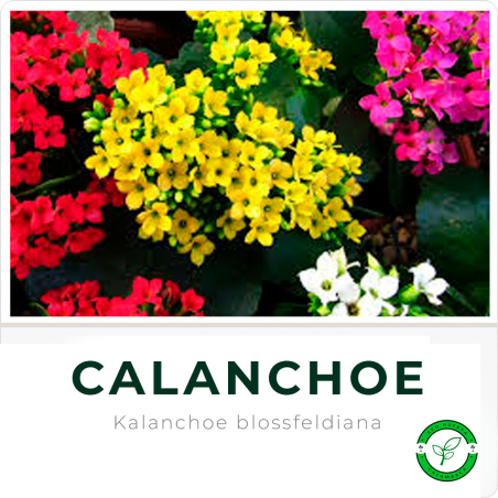 Calanchoe