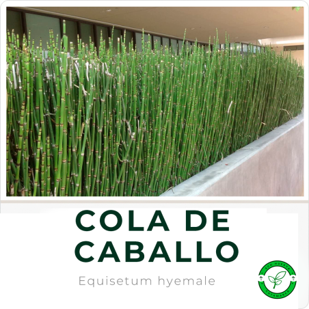 Equisetum (Cola de Caballo)